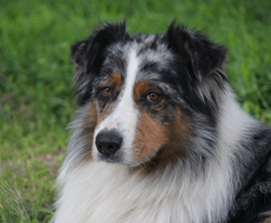 ausfx australian shepherds